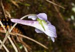 Longspur violet